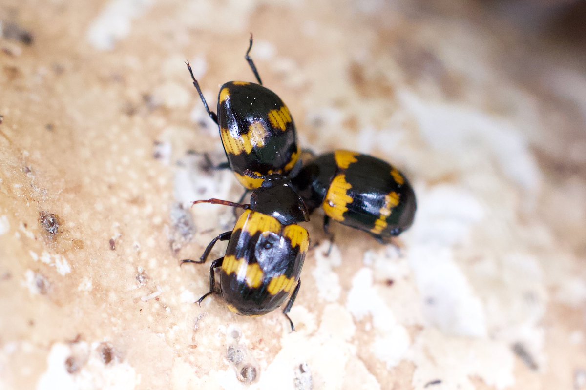 Three Darkling Beetles, Diaperis boleti. The top one is demonstrating how to do a handstand 😂 (actually I don’t know what they’re doing, but it looks intriguing!) #InsectThursday