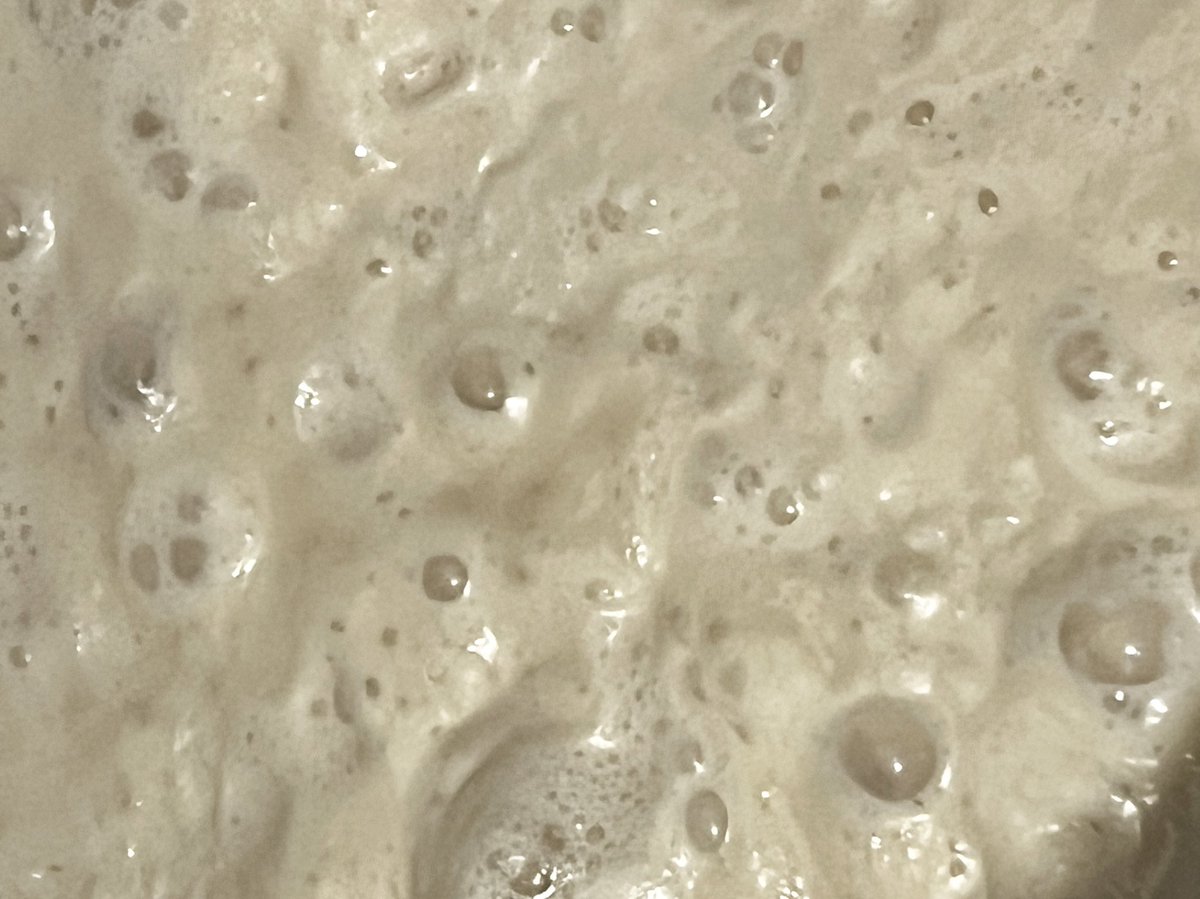 הסאקה הישראלי אגב בשבוע שלישי של תסיסה, עוד שבוע ונראה מה יצא 🤞 אני כבר מתחיל לעבוד על הסיבוב הבא. יש לי המון תהליכים שאני חייב לשפר/לייעל