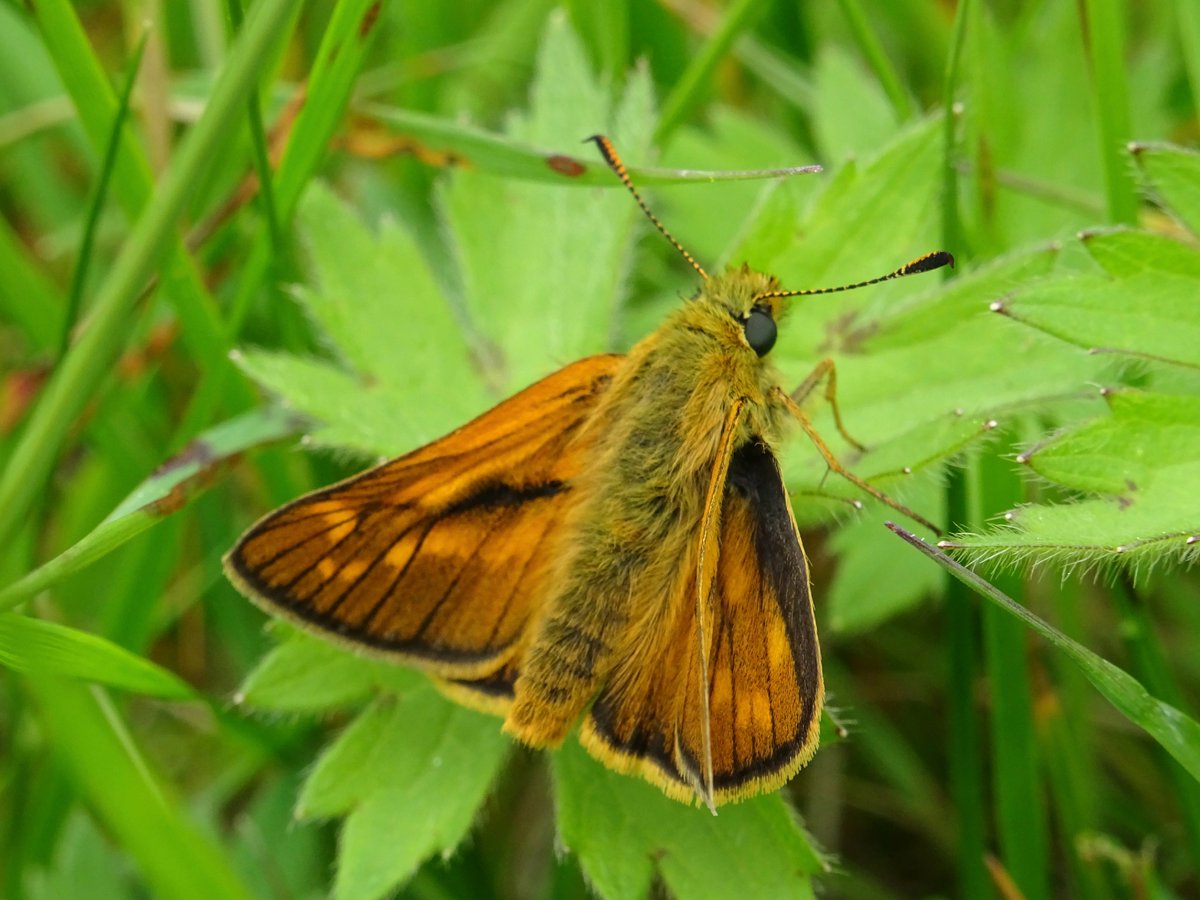 I was so happy to find my first Large Skipper of the year today in Cheshire 😍 🦋 #butterflies #wildlife #largeskipper #nature #photography