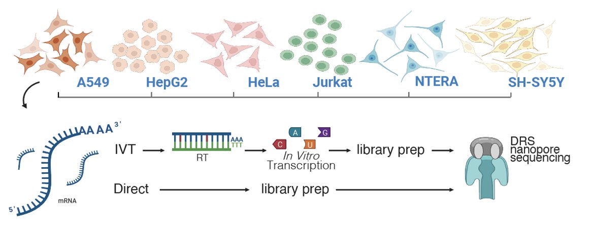 Latest preprint from recent grad (!!) @CAMcCormick20 Recently developed nanopore tools have identified psi modifications on mRNAs, but the functions remain unknown. From the list of candidate sites, we need to cull it down to the most interesting 🧵 biorxiv.org/content/10.110…