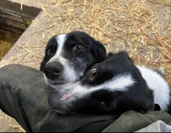 millypod1's tweet photo. 🆘26 MAY 2024 #Lost SKYE &amp; NELL #ScanMe #Tagged
2 Black &amp; White Border Collie BOTH Female
Farm #WetherHill #Farndale #York #NorthYorkshire #Yorkshire #YO62
https://t.co/y74p1fVbYR
https://t.co/KOQEHo0Hwd https://t.co/41sRasv8XU