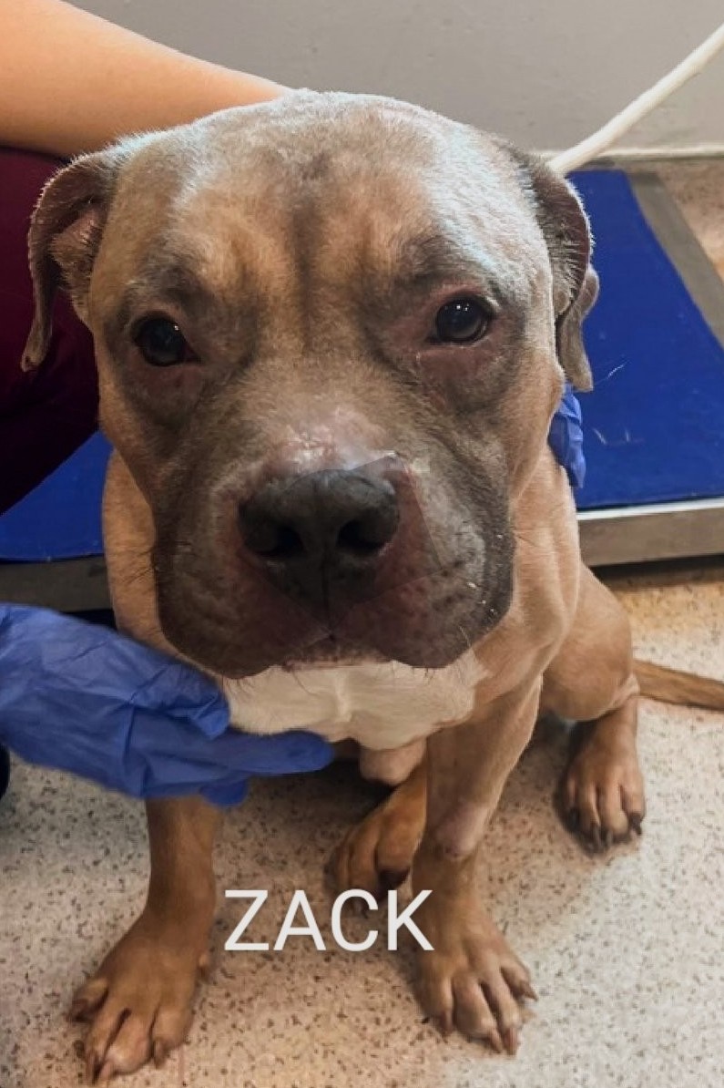 🖤KILL COMMAND🖤
ZACK💙   199456
#NYCACC
ZACK is 3 yrs old & he's a little thing.
He's stressed at the shelter, pawing & licking his kennel bars😔
Likes to be petted & allows all handling.
Likes treats🥓
Wants somebody to love!💞
PLEASE FOSTER/RESCUE #PLEDGE HELP😢
SAVE HIM 🙏🆘