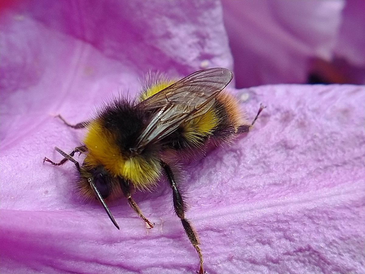 #InsectThursday #bees #macro #thephotohour