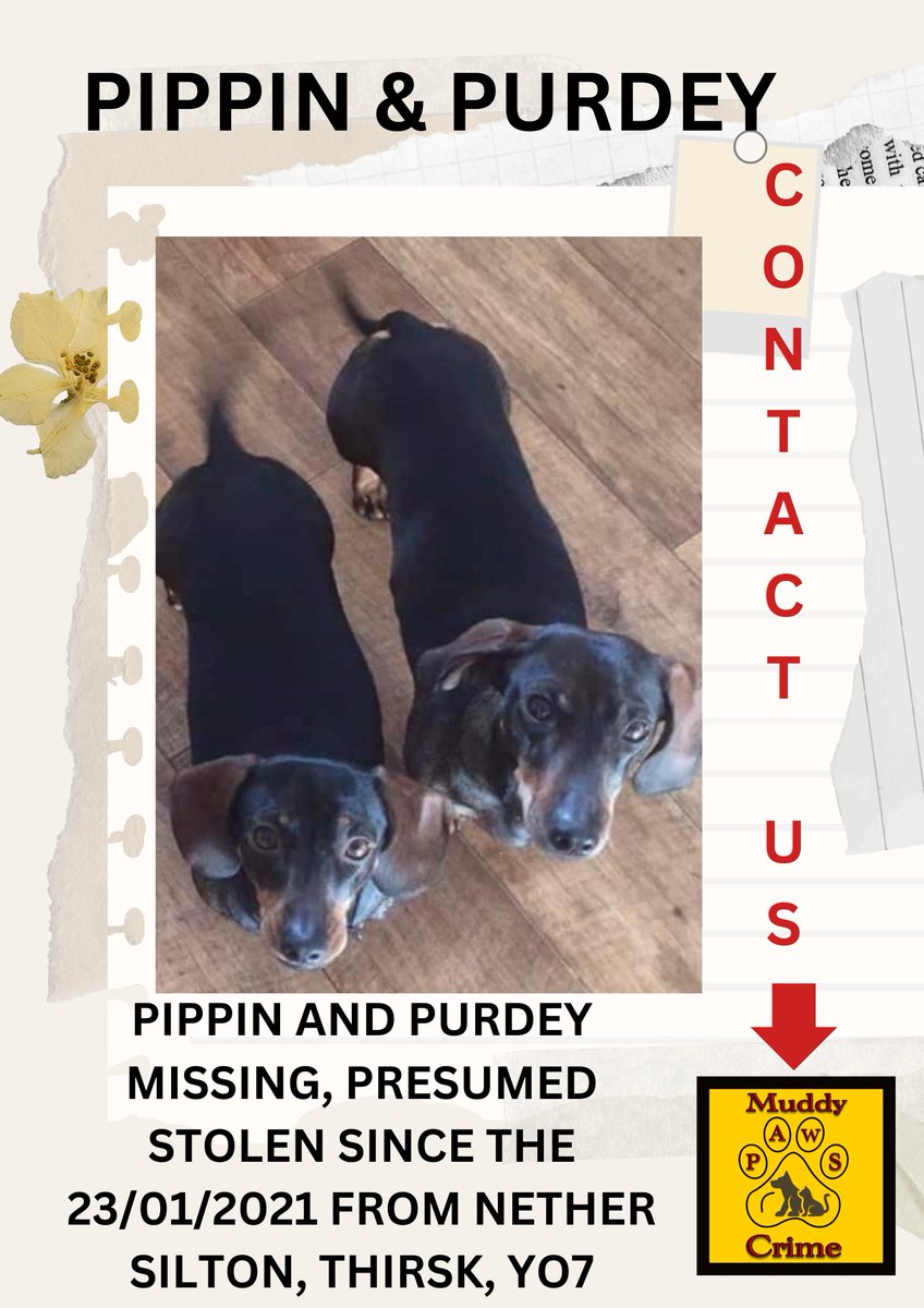 Pippin & Purdey went missing from Nether Silton, Thirsk , YO7 on 23/01/21  3 Years gone by, 3 years of heartache for their family . Do YOU have information ?? Can you please do a share which could reach someone with information ??