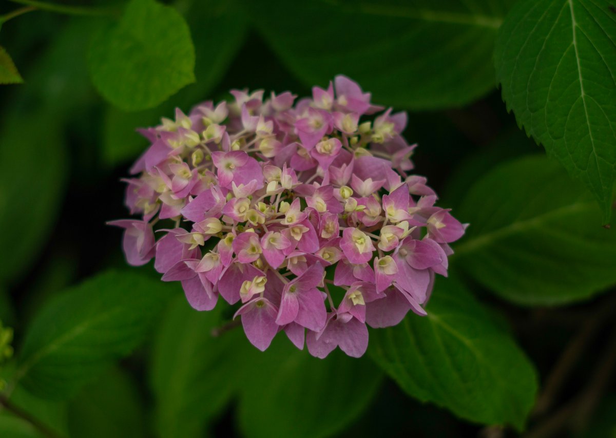 Flowers from Tivoli this evening 🌺

#Denmark #SonyAlpha #NaturePhotography #photooftheday #May30th #ThursdayVibes #ThursdayMood #Thursday #Flowers #FlowerOfX 

📸Dorte Hedengran