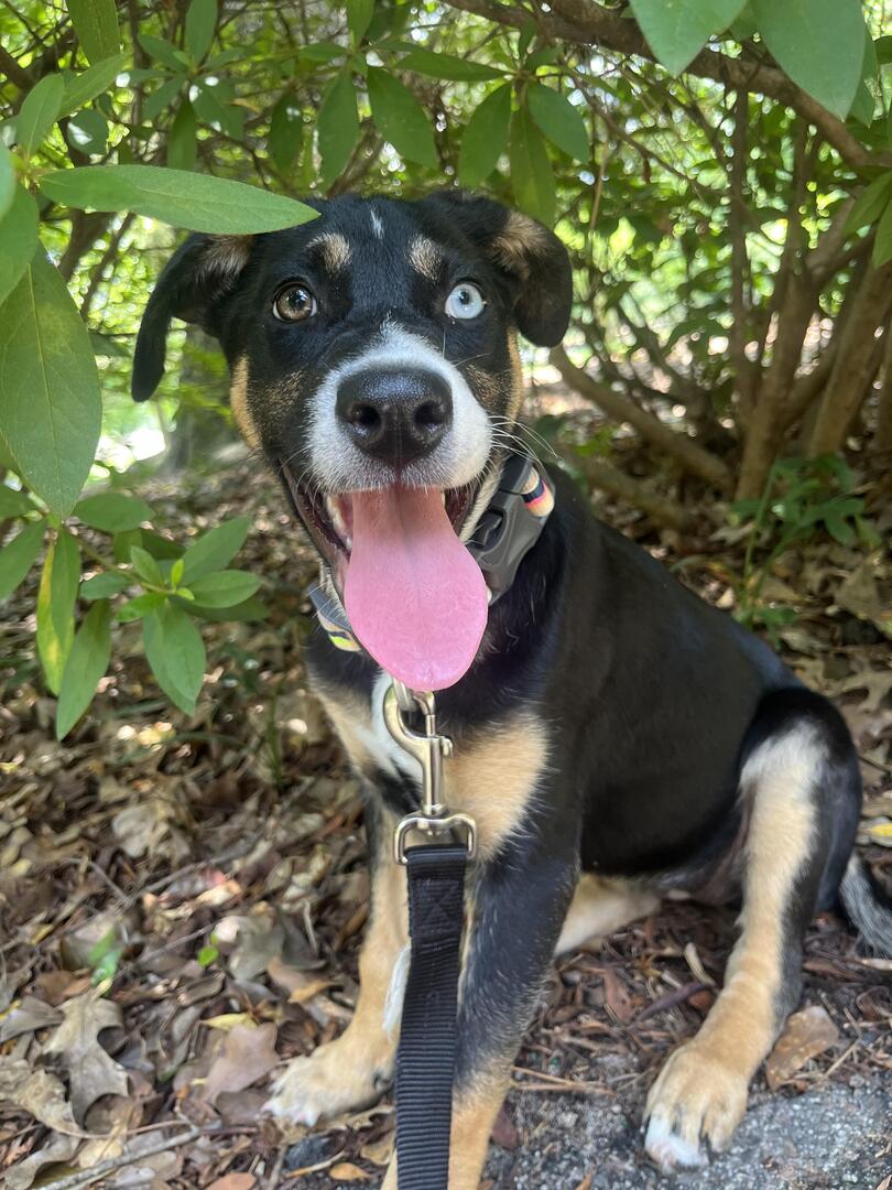 my new puppy wanted to say hi :)
👉 amzn.to/43cNsKc
#dogs #ad #pets #adogslife #cutedogs #dogsoftwitter #iloveanimals #petlife #petsoftwitter #cute  #petlovers #dog #DogsOnTwitter #dogtwitter #dogoftheday #pet #petsontwitter #adorable #cute #cuteanimals