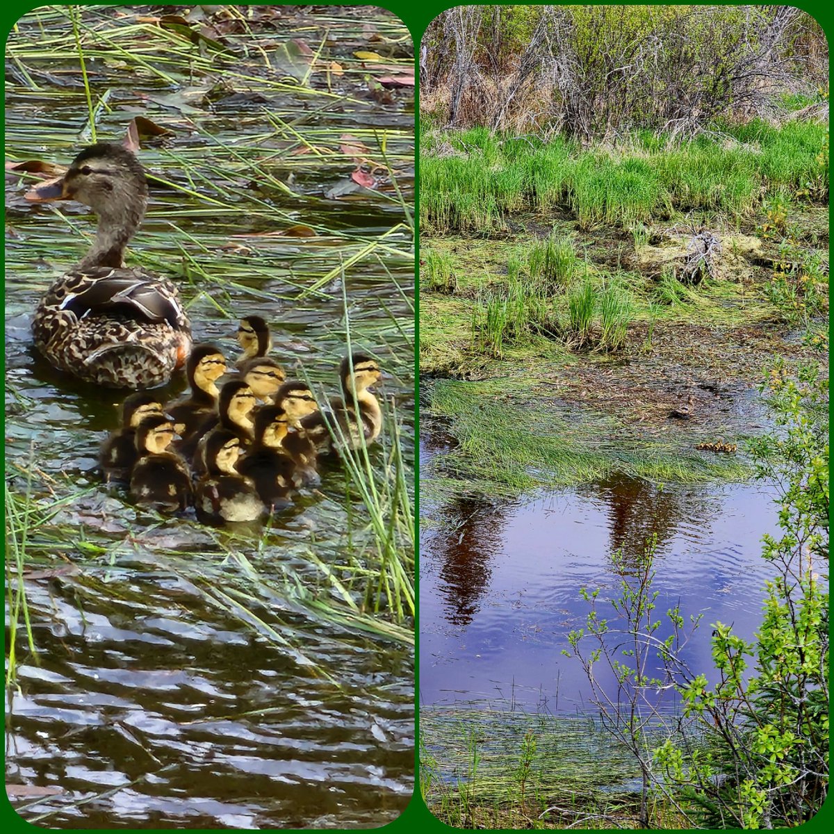 Walked into the bush today and saw movement across the top end beaver pond, Mamma mallard and her brood swimming away to safety, can you spot them in the right side photo?  Got her nicely with my zoom, love my camera.🙂📷 #beautifulbc #wildlife