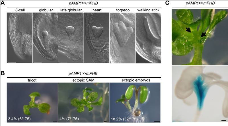 ALTERED MERISTEM PROGRAM1 sustains cellular differentiation by limiting HD-ZIP III transcription factor gene expression (Saiqi Yang, Olena Poretska, Brigitte Poppenberger, Tobias Sieberer) buff.ly/3wRw02U @TU_Muenchen @ASPB #PlantSci