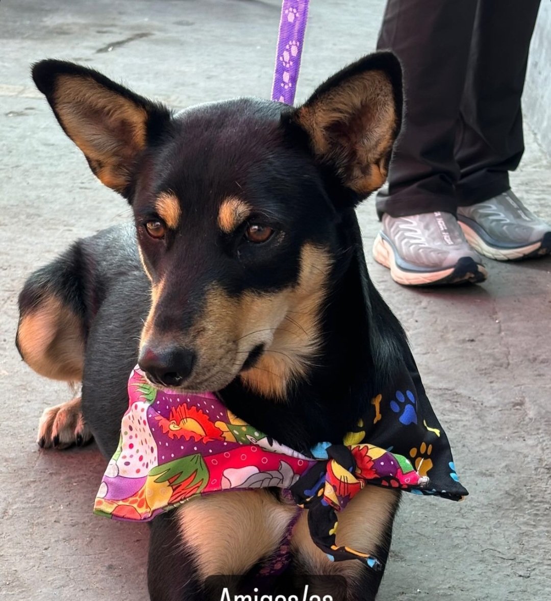 xiceucar's tweet photo. Hola busco hogar para Sacha, divertida, cariñosa, limpia, solo necesita que la quieran...está desparasitada, esterilizada, chip, vacunas al día. Es mediana, pesa 20 kilos. #Antofagasta #Santiago #iquique #mejillones #arica  #adoptaunperrito @AntofagastaTV https://t.co/m5wtgnGlUq