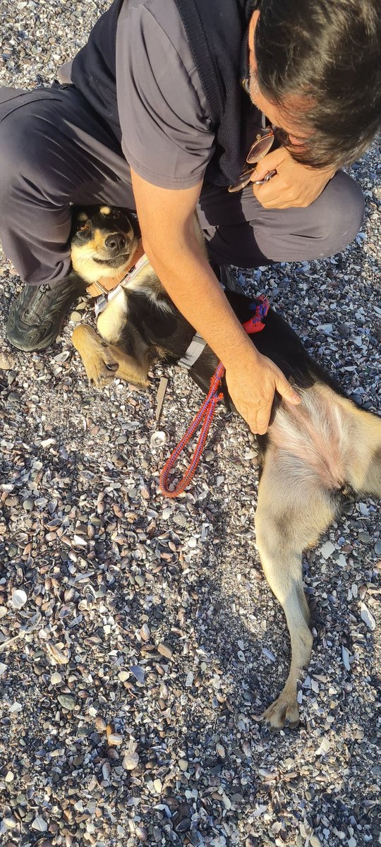 xiceucar's tweet photo. Hola busco hogar para Sacha, divertida, cariñosa, limpia, solo necesita que la quieran...está desparasitada, esterilizada, chip, vacunas al día. Es mediana, pesa 20 kilos. #Antofagasta #Santiago #iquique #mejillones #arica  #adoptaunperrito @AntofagastaTV https://t.co/m5wtgnGlUq