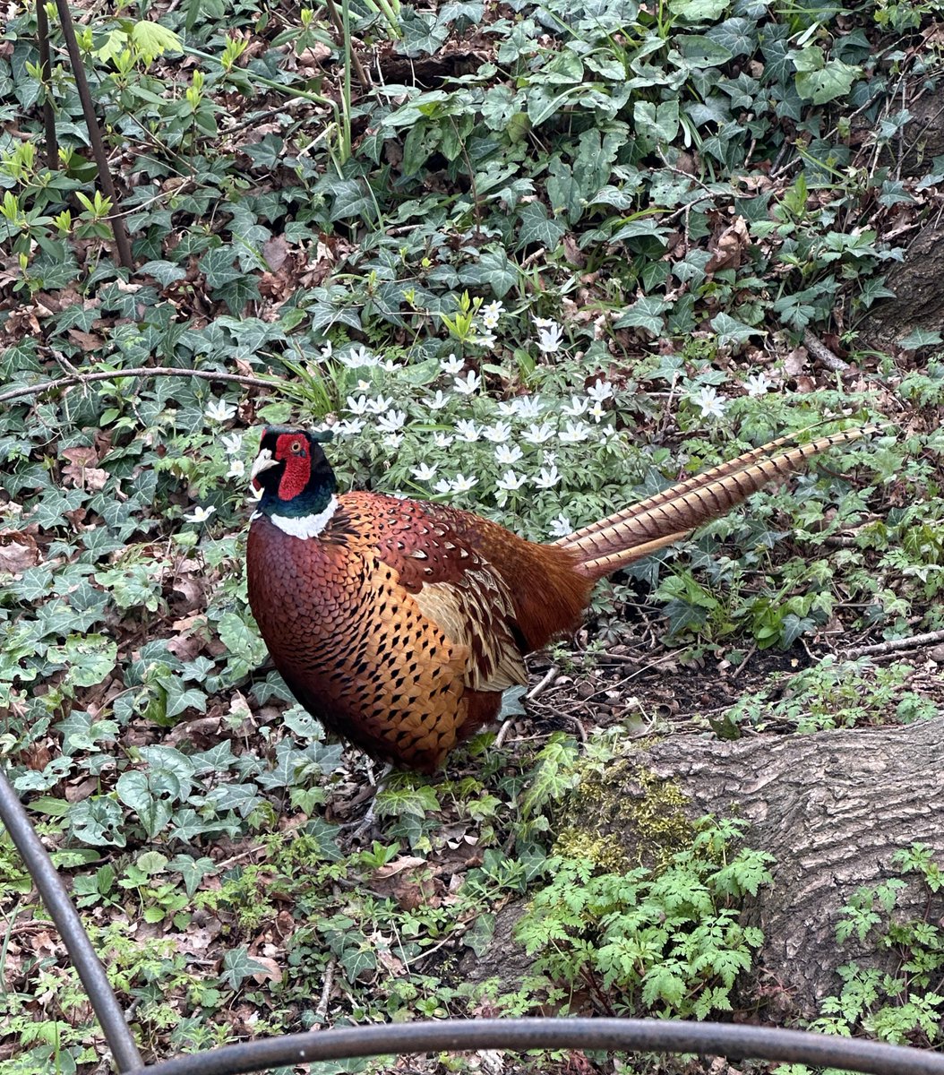 @Matt_Pinner Saville Gardens, Windsor.