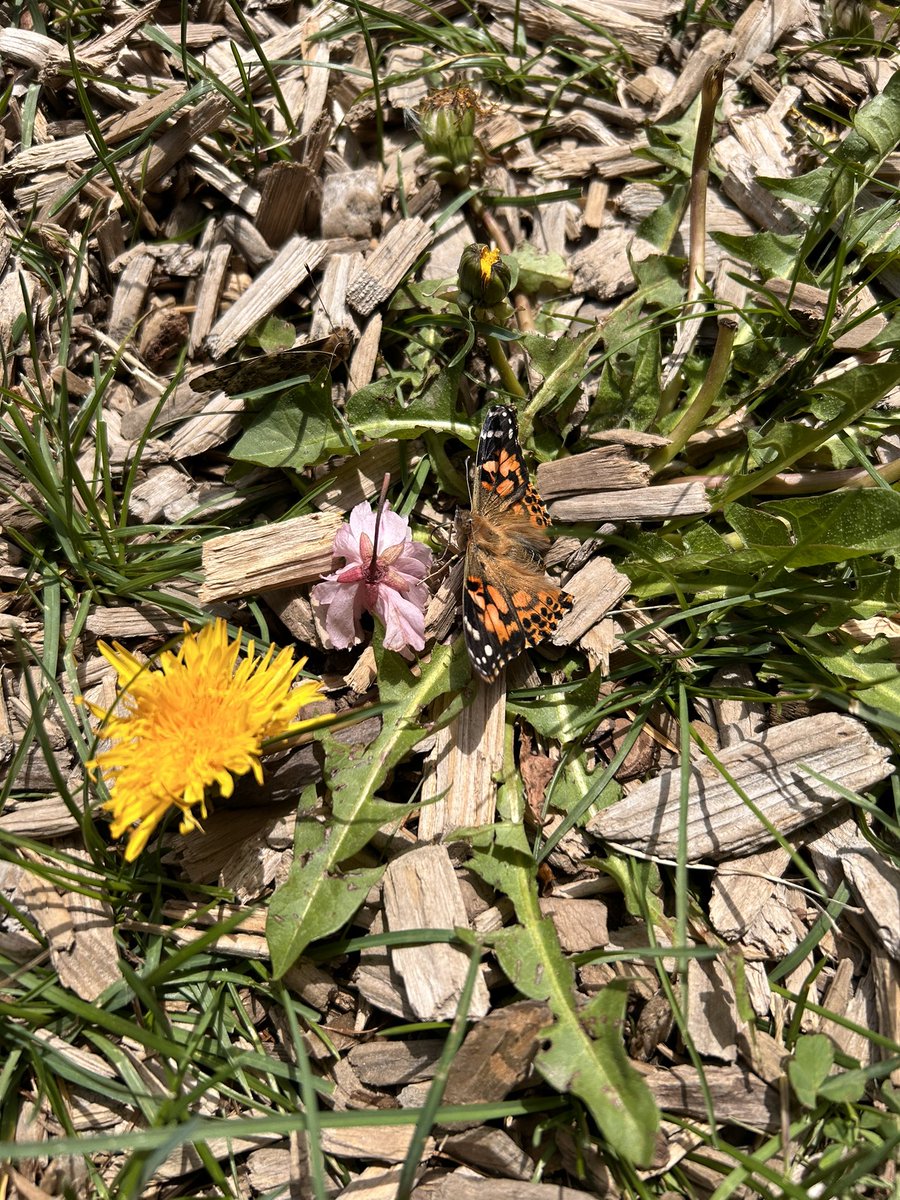 released two more butterflies today 🦋🦋 au revoir “Lea” and “YMCA” ✨ (named by students and drawn from a hat)