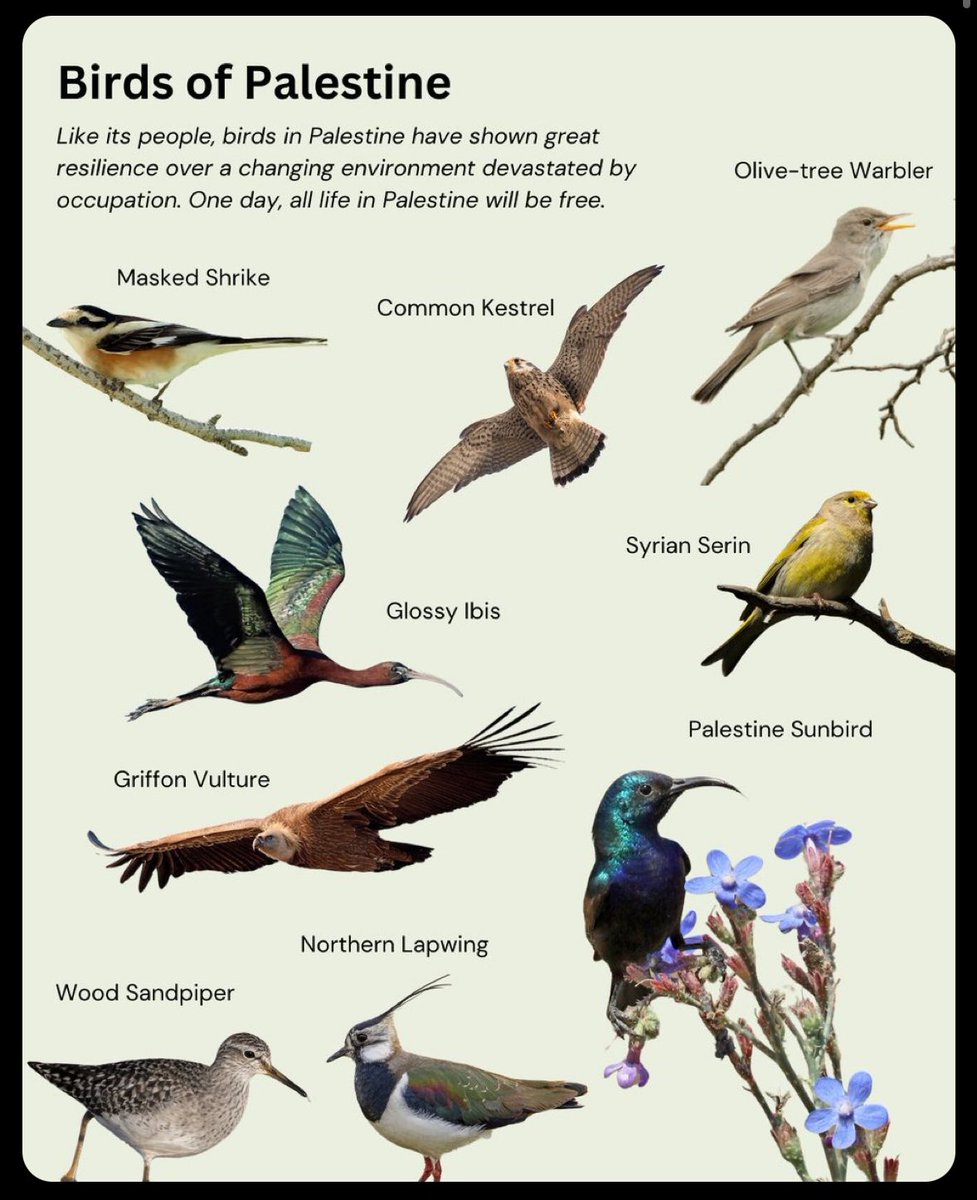 todo genocidio es también un ecocidio,
cuando bombardean al territorio mueren también aves, mamíferos, insectos y miles de seres vivos que lo habitan

tenemos que hablar también de cómo la guerra es un detonador masivo de extinción biológica