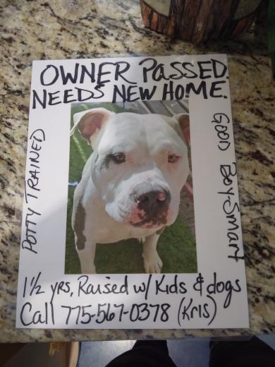 OurTownReno's tweet photo. Shared with us by a reader concerning a local dog needing a new home. #helpeachother #helpadog #renonv https://t.co/wWhpSwZyd1