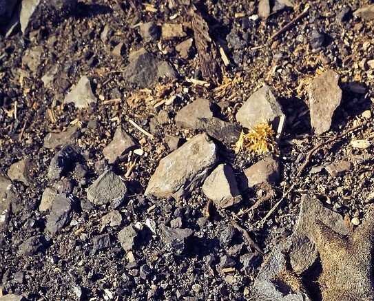 RPL Woerden tweet media