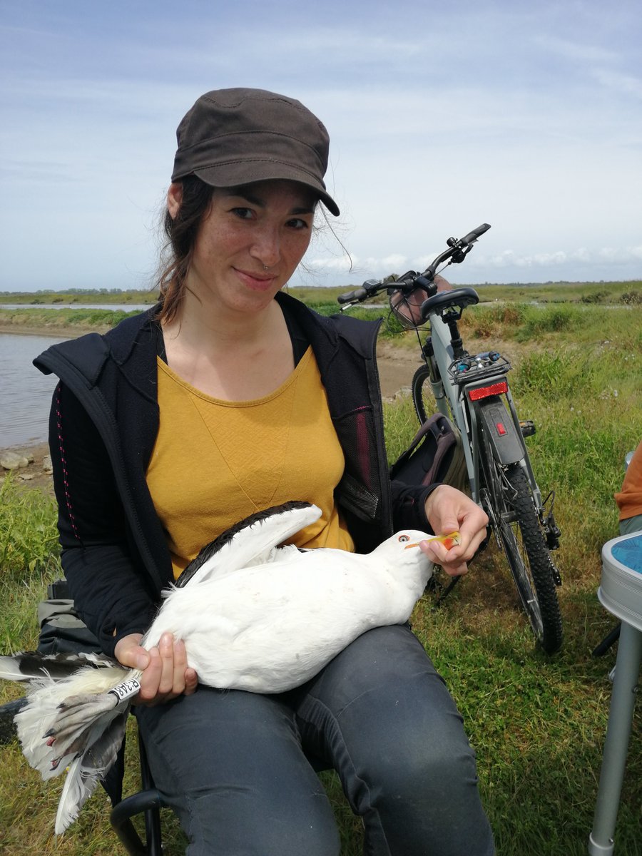 Ecophy (@ecophy_cebc) on Twitter photo Warm welcome to <a href="/TartuSabrina/">Sabrina Tartu</a> for her position as a lecturer at IUT de la Rochelle and as a researcher <a href="/CEBC_ChizeLab/">CEBC/ChizéLab</a> in the <a href="/Ecophy_CEBC/">Ecophy</a> research group! Warm welcome to <a href="/TartuSabrina/">Sabrina Tartu</a> for her position as a lecturer at IUT de la Rochelle and as a researcher <a href="/CEBC_ChizeLab/">CEBC/ChizéLab</a> in the <a href="/Ecophy_CEBC/">Ecophy</a> research group!