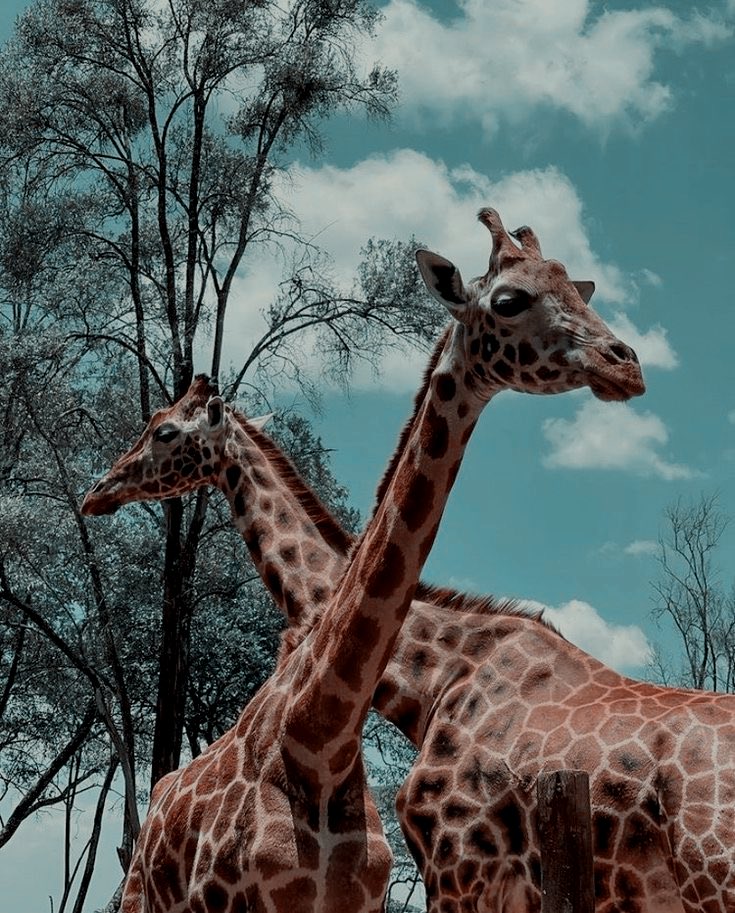 𝒐𝐥͟𝐢𝐯𝐞𝐢𝐫𝐚. tweet media