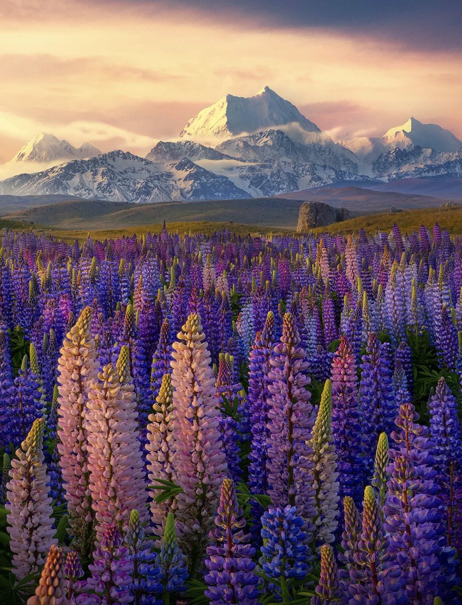 Beautiful Lupins in 
New Zealand during 
Summertime!  💜🇳🇿

📸 © Marc Adamus