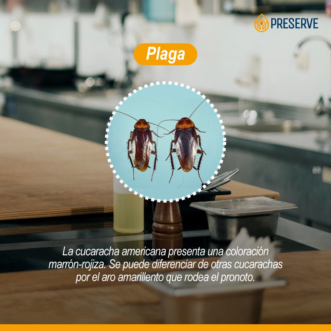 Grupo Preserve tweet media