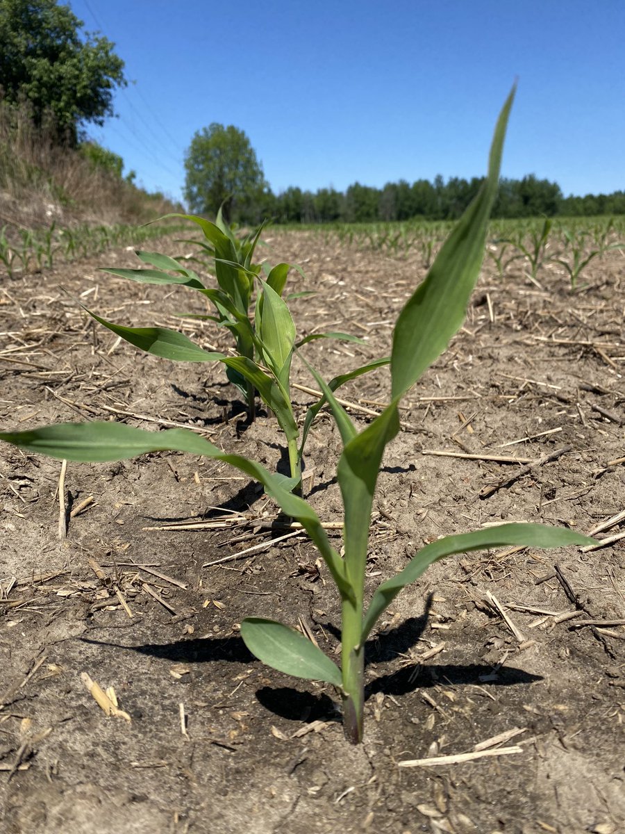Corn has moved along quickly with the heat last week! Thankful for flexible and crop safe products like #Acuron labelled up to 6 leaf! Planned to go Pre and got rained out? No problem, you can drop the rate to 1.62 L/ac. Remember to add glyphosate if grasses have emerged.