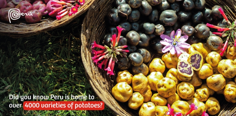 VisitPeru's tweet photo. Today we Celebrate National Potato Day in Peru! Potatoes are a culinary gem grown in the Andean regions like Huancavelica, Cusco, and Cajamarca.     

🇵🇪  Ready to taste Peru? Visit us!  

#Visitperu #Peru #perutravel #travelperu #perudestinations #Cusco #Cajamarca https://t.co/Ps8gZU1BfP