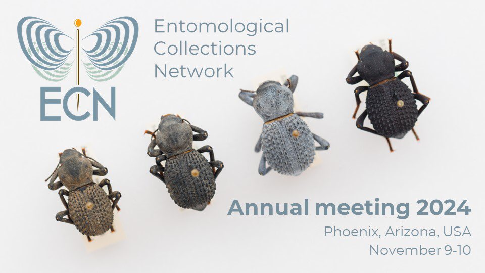 Entomological Collections Network (@entcollnet) on Twitter photo 📢 CALL FOR SYMPOSIA!
We have a couple of spaces left for symposia at our next Entomological Collections Network annual meeting. To propose one, please email our program chairs: program@ecnweb.org
#ECN2024 📢 CALL FOR SYMPOSIA!
We have a couple of spaces left for symposia at our next Entomological Collections Network annual meeting. To propose one, please email our program chairs: program@ecnweb.org
#ECN2024