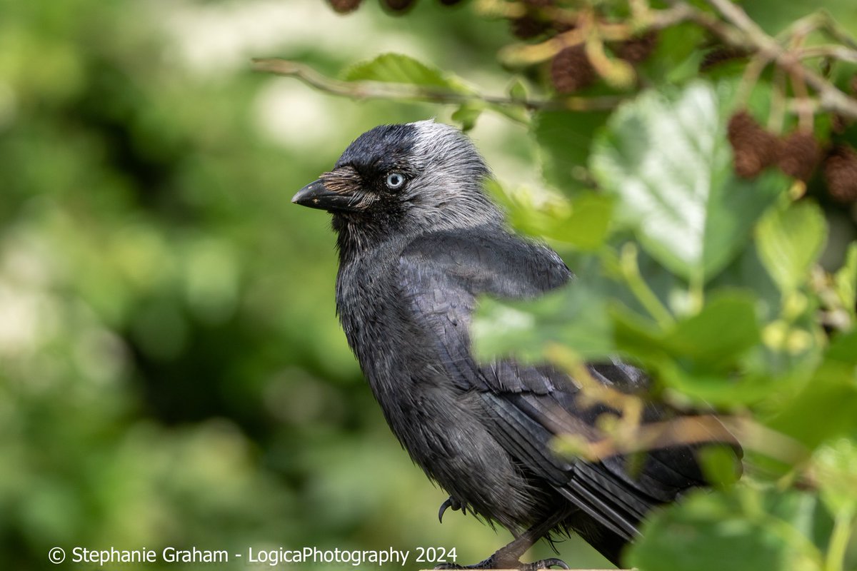 Happy #ThursJay - I almost missed it. Today has been the day from hell, so I’m happy to share a cheeky Jackdaw from the weekend