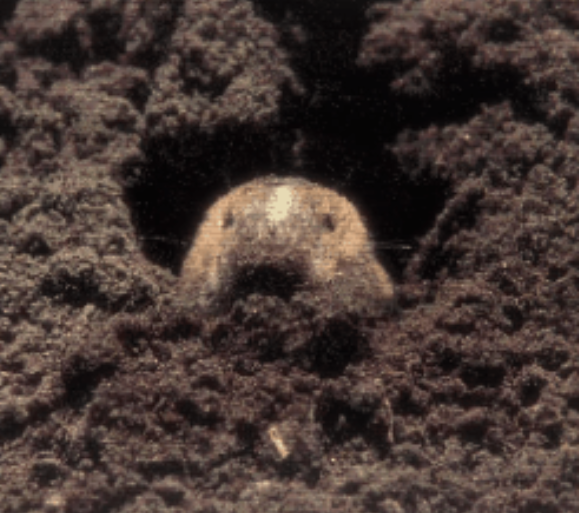 Nik_l0l's tweet image. 