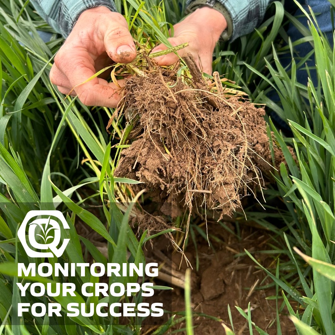 Monitoring your crops closely is crucial to catch issues early. Our Crop Quest agronomists offer thorough monitoring and actionable advice for healthy, productive fields. Contact your local agronomist today! #Agronomy #CropMonitoring #SustainableFarming #EmployeeOwned #CropQuest