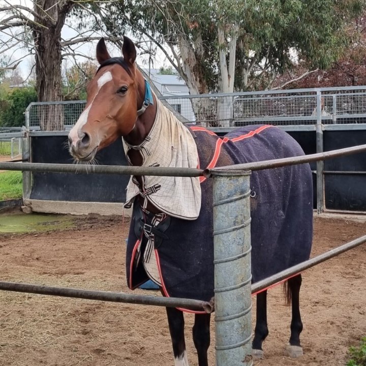 AttungaRacing's tweet image. #CommandoJack looks so good at home @ #Mudgee 🥰