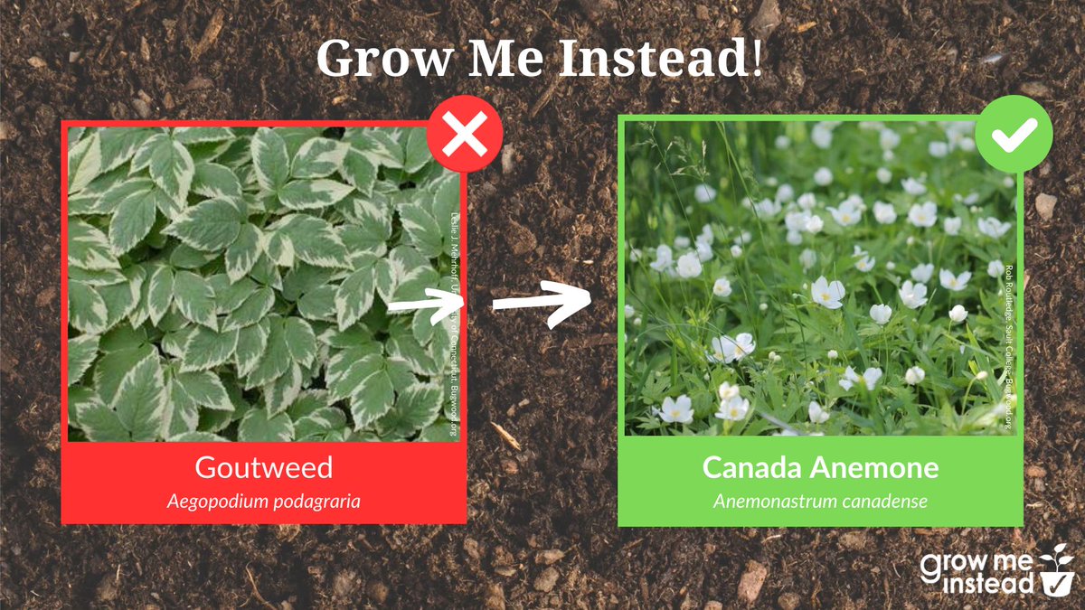nbinvasives's tweet photo. Grow Canada Anemone Instead of Goutweed ❌🪴 Goutweed spreads up to 70 cm yearly via rhizomes and seeds, forming dense mats that outcompete native plants. Looking for a native or non-invasive alternative? Choose Canada Anemone ✅

#plantwise #growmeinstead https://t.co/FiSGXHqR8a