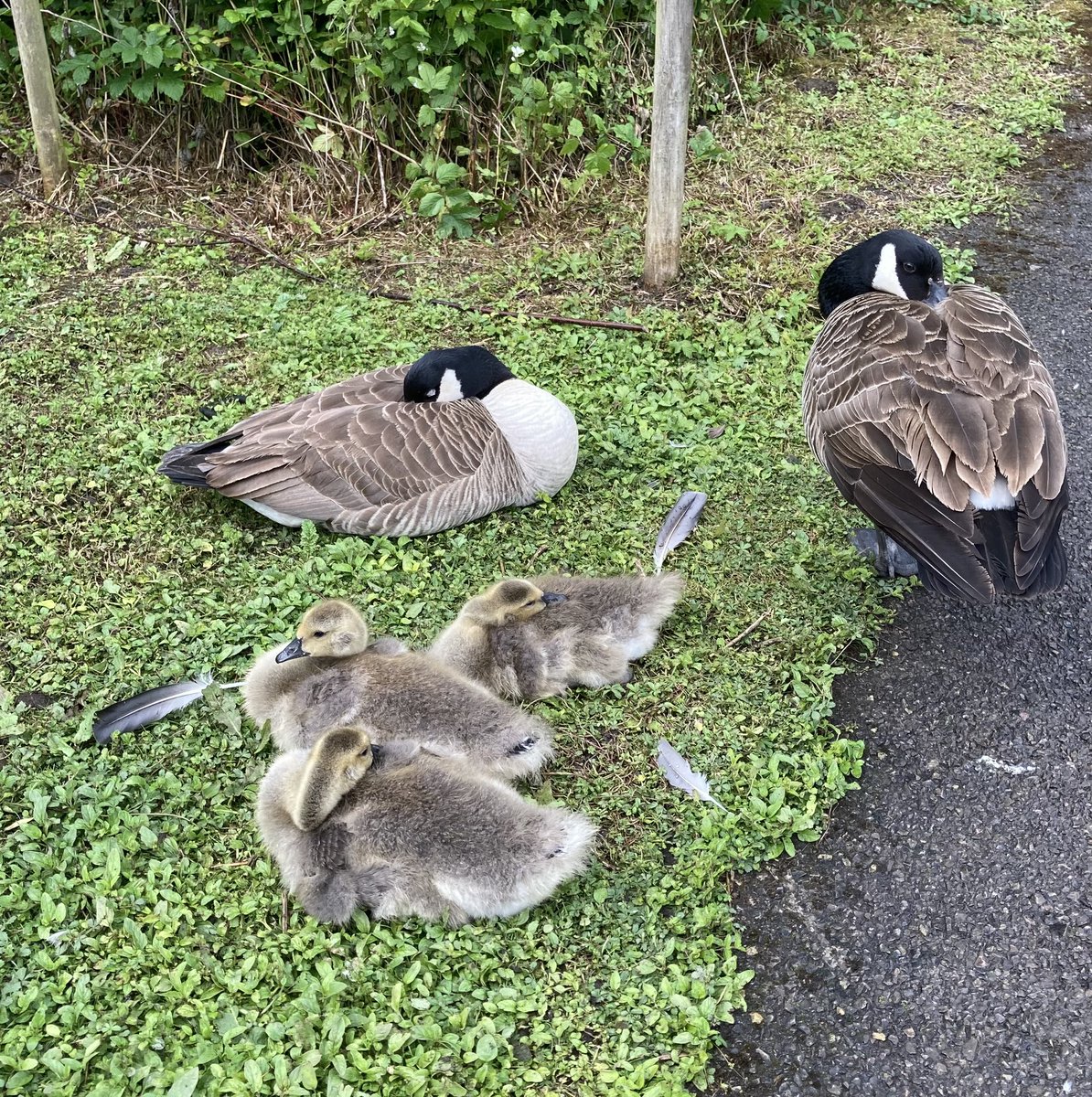 SarahMurdock17's tweet photo. @WWTArundel  lovely day 🦆 🦢 🐝 https://t.co/19GtDNFE0X