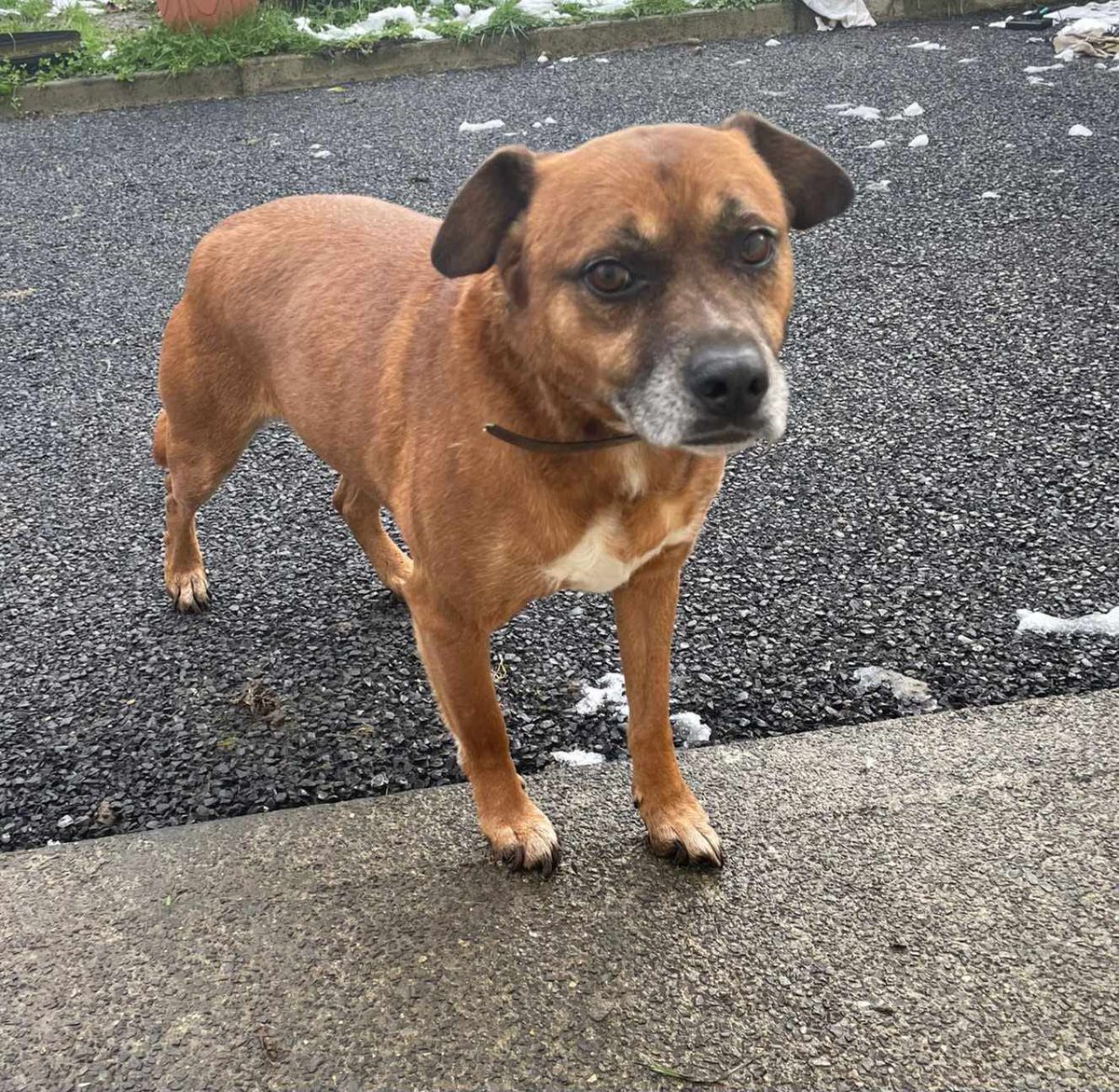 Looking for a family to call his own 💙 Marley is an older dog who is coming into our shelter after being in a home environment. It can be incredibly difficult for dogs used to a loving family to adjust in kennel life so we need a home for him asap. 🐶: ispca.ie/adoptions/marl…
