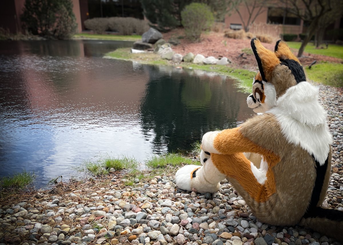 WyattFoxface's tweet photo. People always ask "What does the fox say?" 
but nobody ever asks "What does the fox 𝘧𝘦𝘦𝘭?" 
#bigfeels #deepthoughts #morethanjustnoise
📷@BraytonBadger https://t.co/ev9EPF1H6b