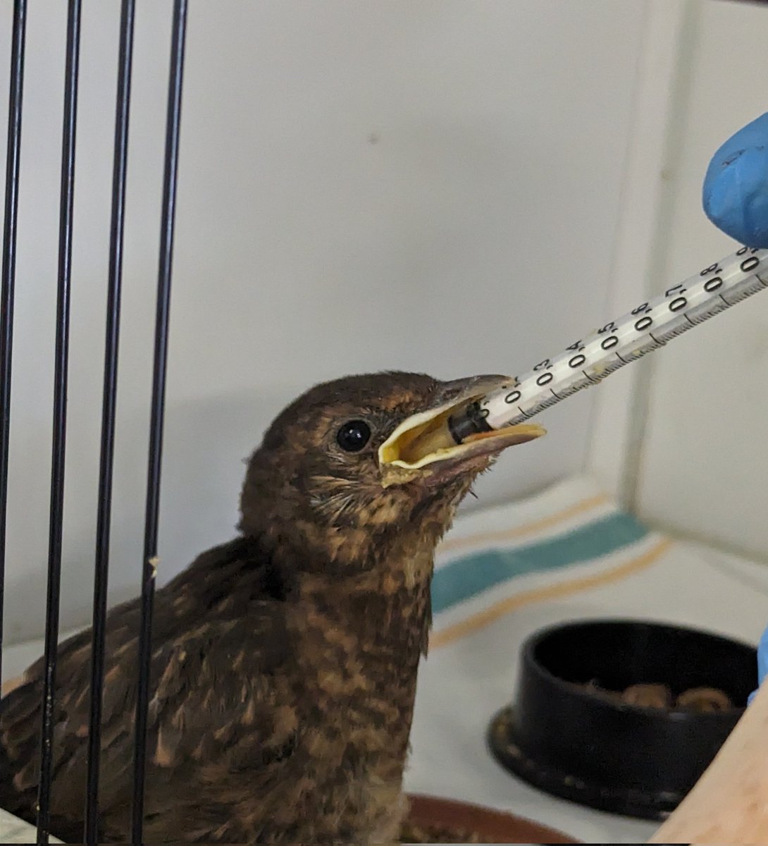 Our bird room is BUSY!This blackbird was catted unfortunately and is now on antibiotics. Remember if a cat ever catches any wildlife it needs to be taken to a wildlife centre to go on antibiotics as cat saliva carries bacteria which can be lethal to wildlife. Thank you all #birds