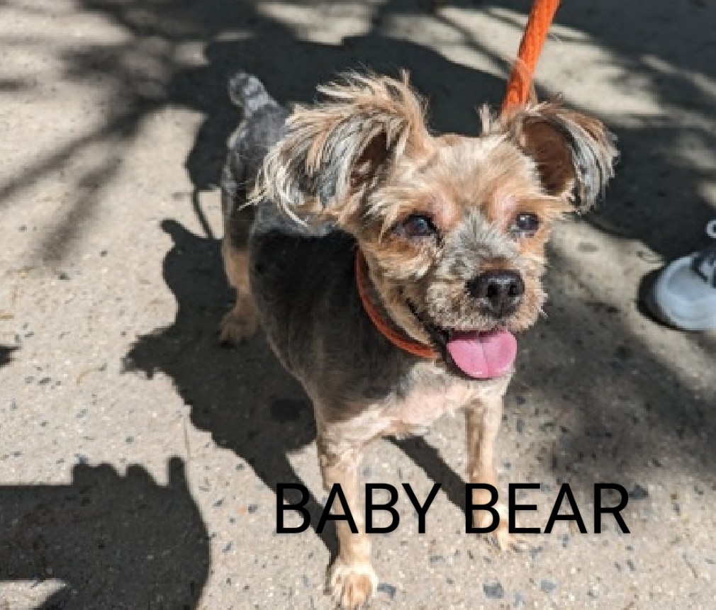 BABY BEAR💙   96766
#NYCACC
Little cutie was adopted 4 yrs ago & is now back at the shelter😔
He's sweet, friendly & affectionate💞
Loves toys & going for walks🦮
Has a ❤️ murmur & caught kennel cough.
Needs a home 🙏
PLEASE FOSTER/ADOPT #PLEDGE #SHARE 🙏🆘🙏🙏💉💉😔🙏🙏🆘💙🙏