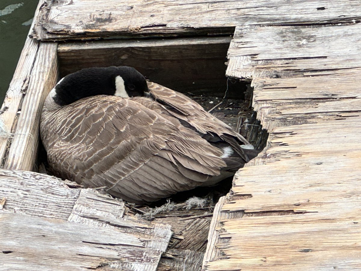 Mother goose sleeping on two eggs.
#CanadaGeese
@wildbirdfund