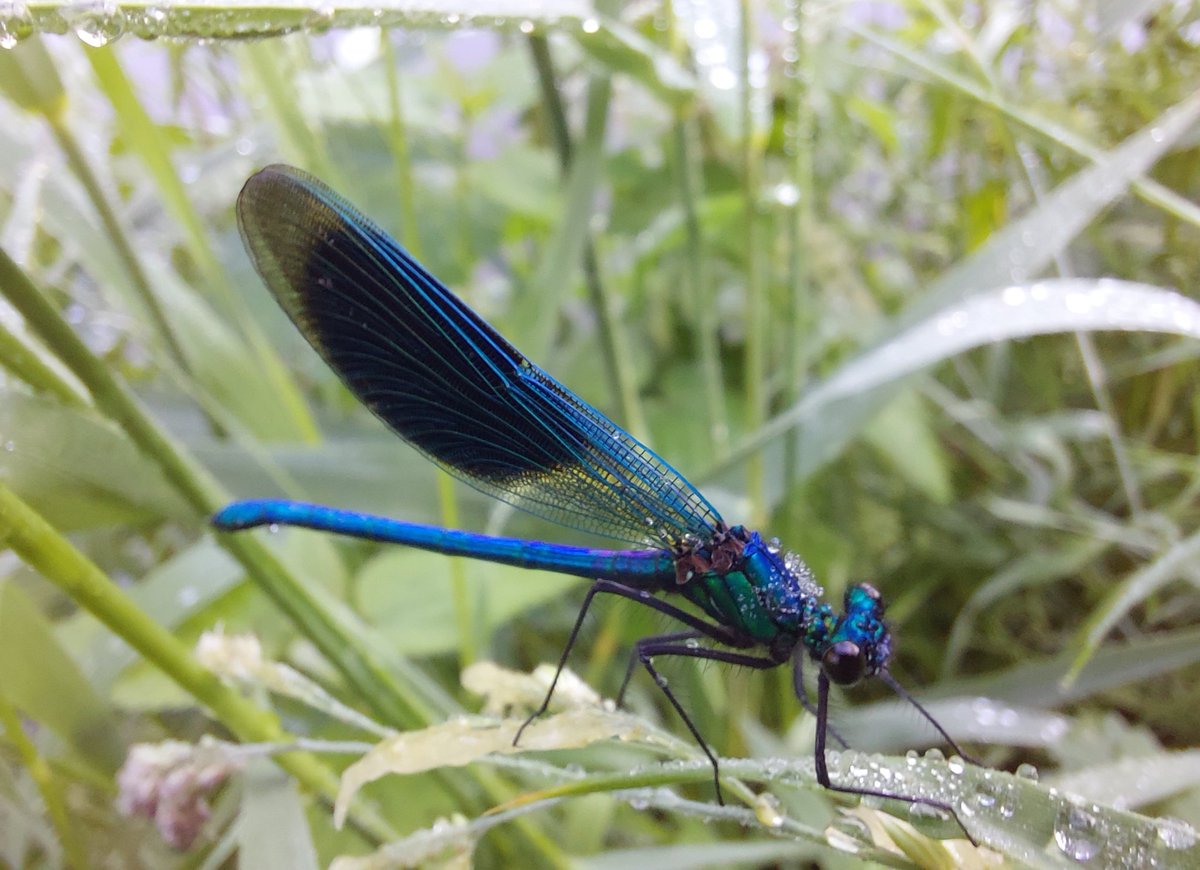 vule_rock_nroll's tweet image. Hoeveel fladderende juffertjes we gezien hebben vandaag...niet te tellen.
Waanzinnig 😍
#weidebeekjuffer man #libel

📱foto (later hopelijk scherpere foto's van mijn man met fototoestel)