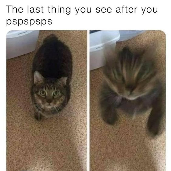 Dont Show Your Cat tweet media