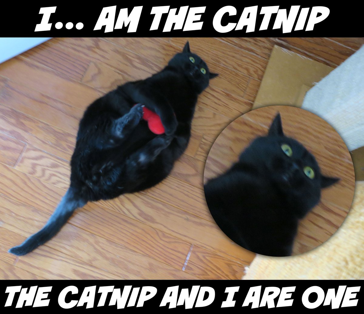 ogdimora's tweet photo. That time Boris used catnip to transcend parallel universes... https://t.co/vfwFrkBX17