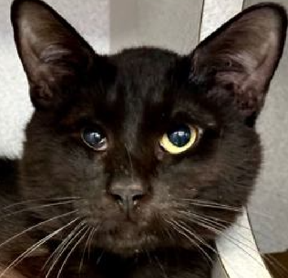 🆘🆘 TONY, 3 YO, MALE – IN MANHATTAN ACC 🆘🆘 - came into the shelter as an owner surrender on 4/24/2024, with the surrender reason stated as not a fit - too many animals already 😿 – TBD 6/1/24🔥😱 TOO LOW ON PLEDGES A volunteer writes: Tony is known to be a shy cat and his