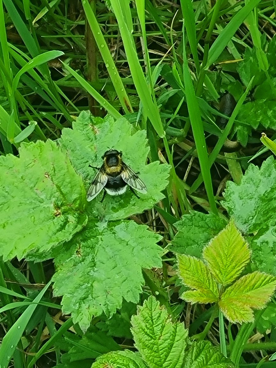 A Hoverfly I have probably overlooked before now. Bumblebee mimic Volucella bombylans at Wyver Lane this afternoon @CliveAshton5 @chriscx5001 @Mightychub @Willowglass12 @DaNES_Insects