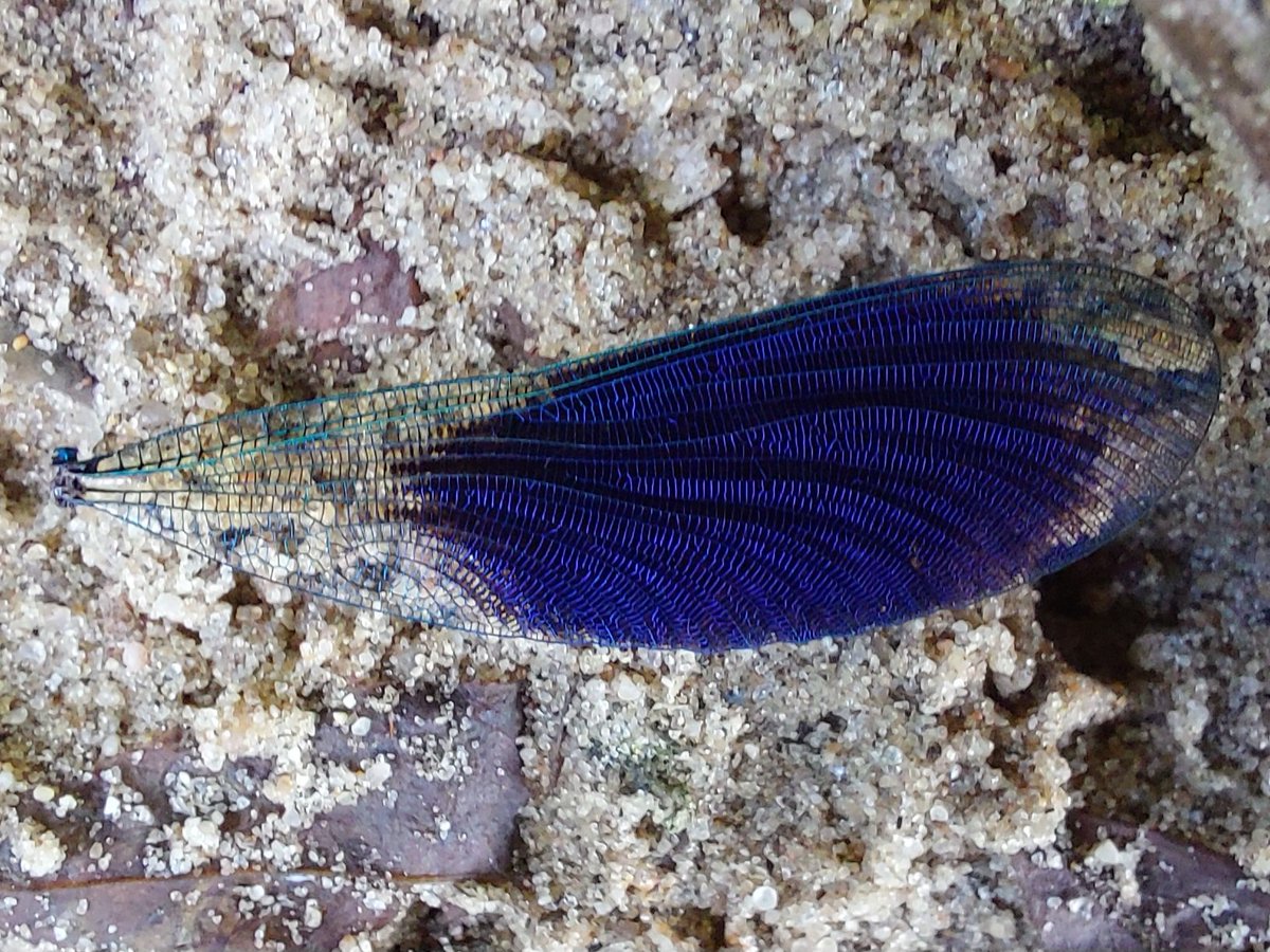 vule_rock_nroll's tweet image. Tussen de ontelbare #weidebeekjuffer 's zag ik plots ook een vleugeltje op het pad liggen.
Echt een kunstwerkje!

#libel