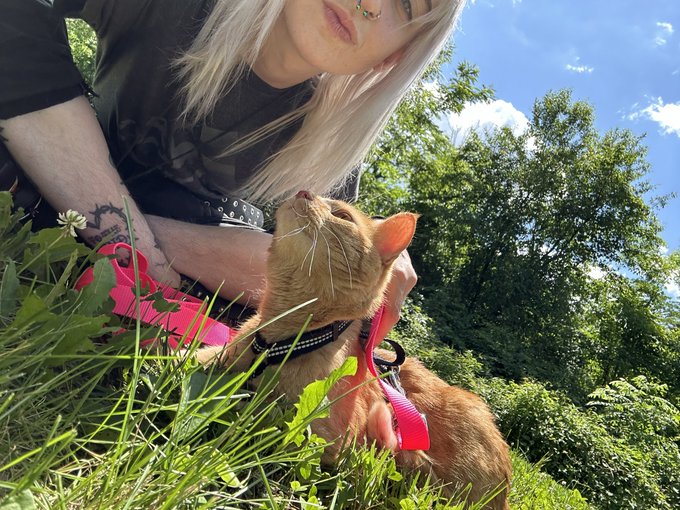 My lovely little man and I went out with his new fancy harness 😻 https://t.co/8Ry3a7vDpb
