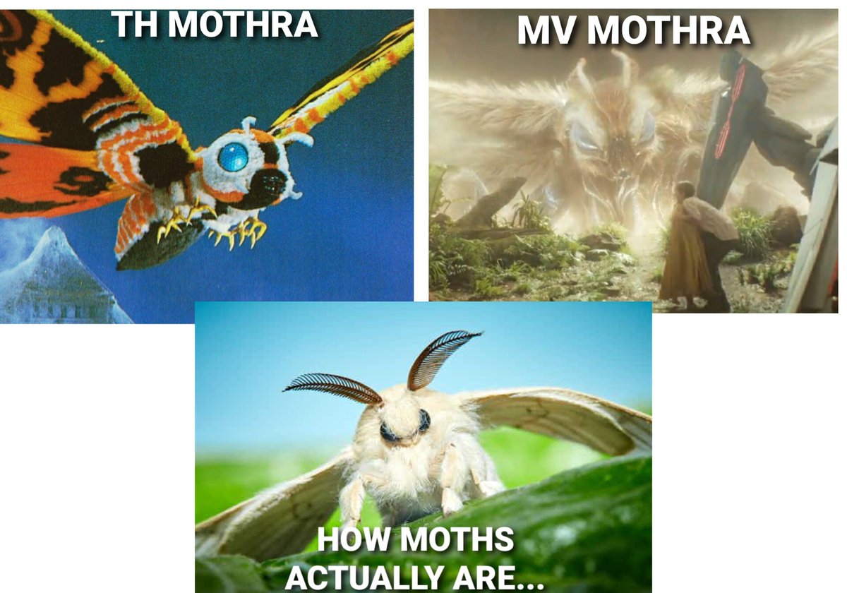 #MonsterVerse #Godzilla #GodzillaxKong #GodzillaXKongTheNewEmpire 
#Monarch #MonarchLegacyofMonsters

Remember that time that people were complaining (again, 😒) about MV Mothra's design. Yeah, I think they don't know what a moth is..