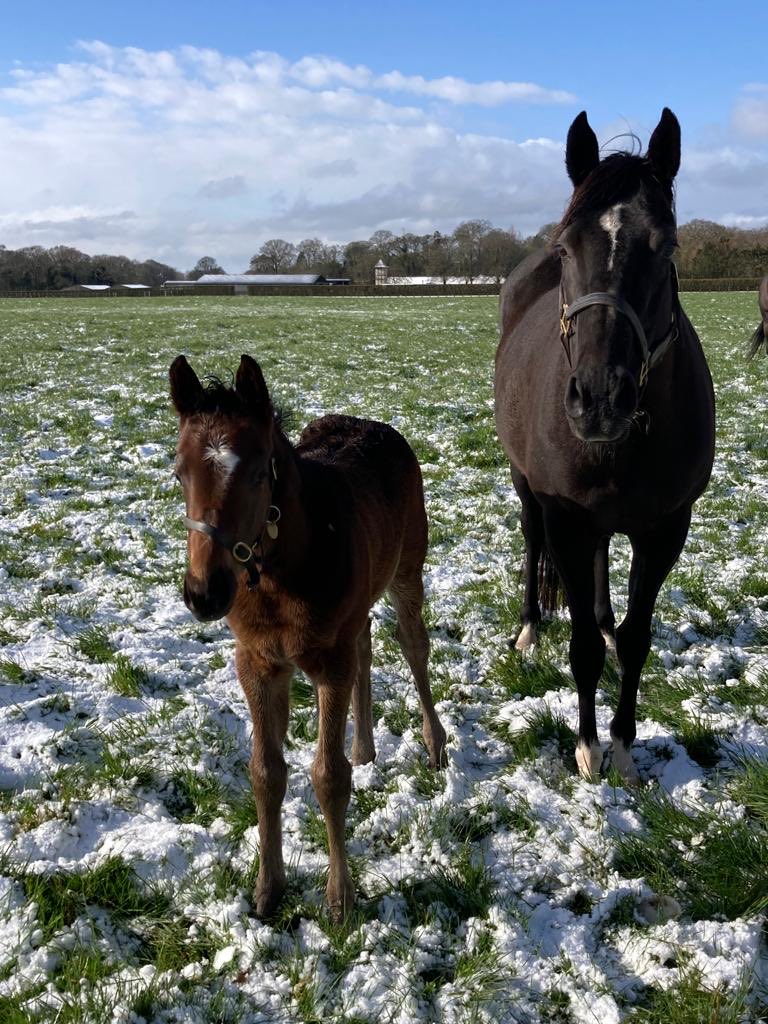 It Ain’t To - another impressive win today from the exciting two year old. Well done ⁦@hpalmerracing⁩ ⁦@themichaelowen⁩ - Royal Ascot next stop? #whattonwinners