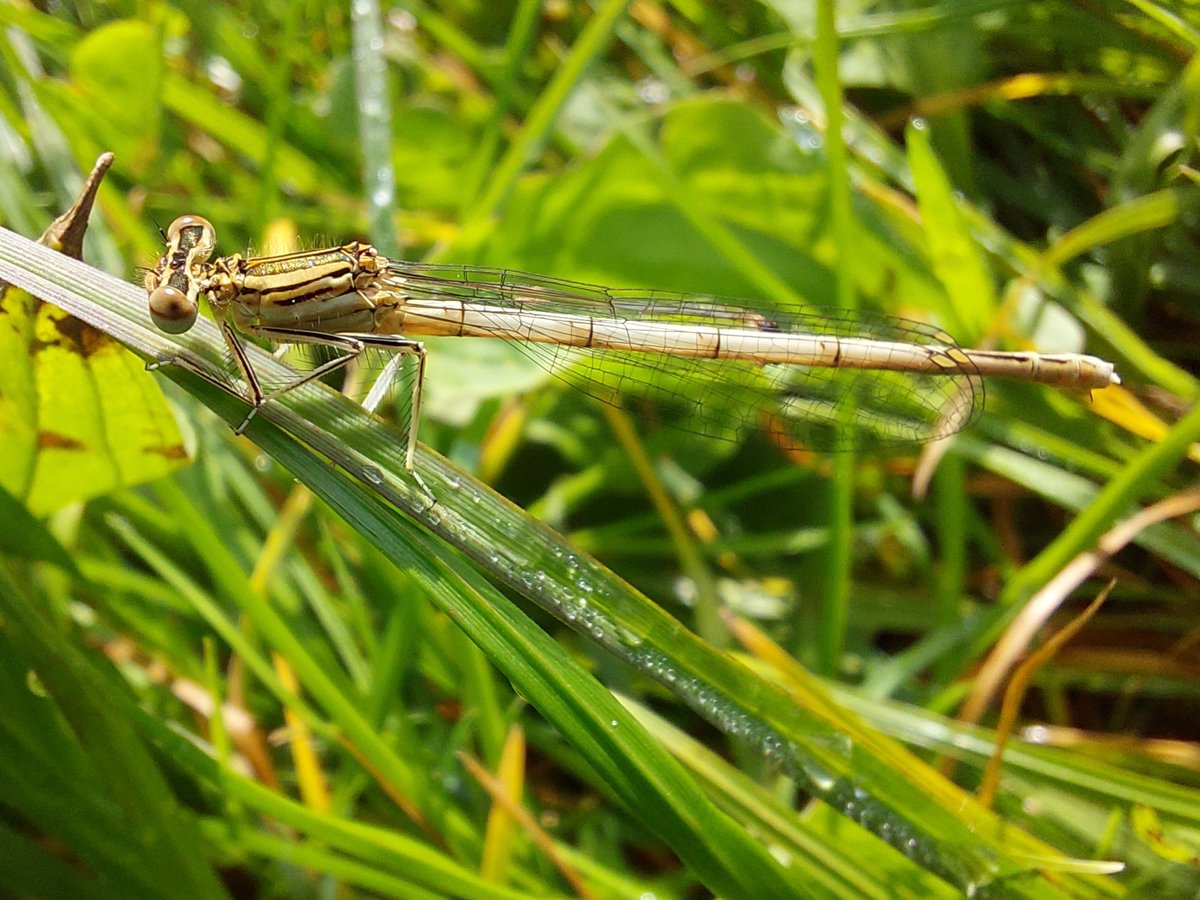 vule_rock_nroll's tweet image. Mijn eerste 📱foto van een #blauwe_breedscheenjuffer 😜

Dolblij na mijn ontmoeting met dit vrouwtje.
#libel #juffers