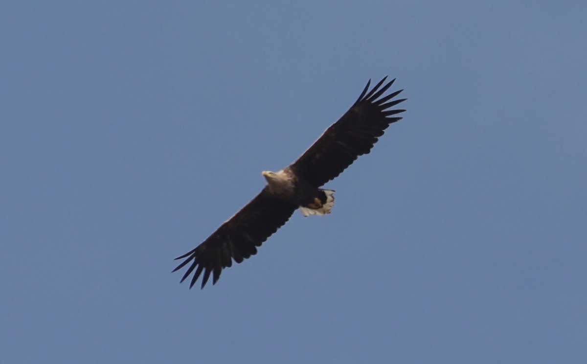 ValHaslam's tweet photo. @BBCSpringwatch https://t.co/5nZ9k0N50B