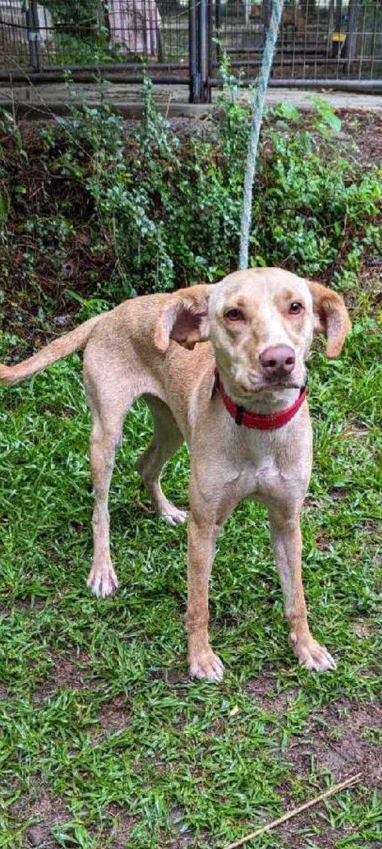 Luna has been rescued by Red Barn Rescue. Please honor your pledges and post your confirmation here. Thank you for supporting Luna. PayPal or Credit Card: redbarnrescue.com/donation/ By mail: Red Barn Rescue c/o Kit Creasy 1577 Shotwell Road Clayton, NC 27520 EIN: 46-4794460