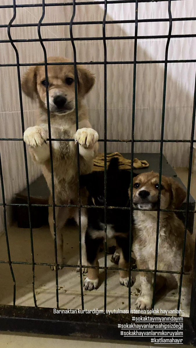 #SokaktayımYanındayım 
#SOKAKHAYVANLARISAHİPSİZDEĞİL 
#SokakHayvanlarıSahipsizDeğildir 
#KatliamaHayır 
#HayvanKatliamıİstemiyoruz 
#SokakKöpekleriniÖldüremezsin